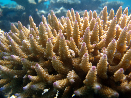  Acropora nasuta (Acropora nasuta)